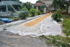 脱穀した米を乾かしている