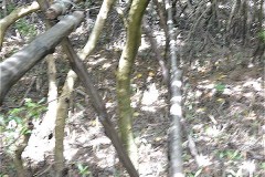 マングローブの森の一角に、200ｍぐらいの細い木の枝がつながっていた。